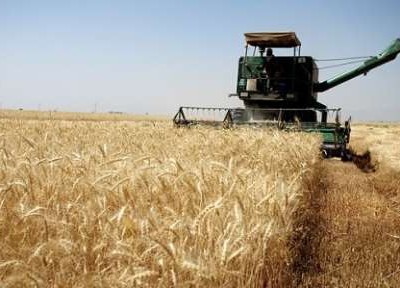 هشت میلیون تن گندم از کشاورزان کشور خریداری می شود